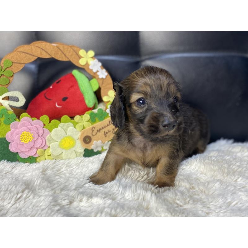 販売中の岐阜県のミニチュアダックスフンド(ロングヘアード)-429177の4枚目