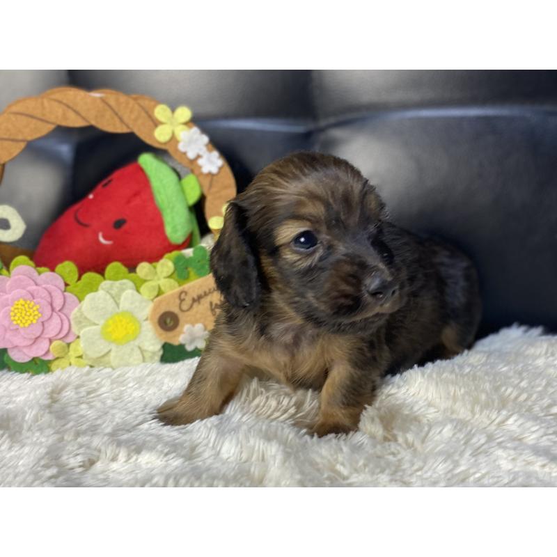 販売中の岐阜県のミニチュアダックスフンド(ロングヘアード)-429177の3枚目