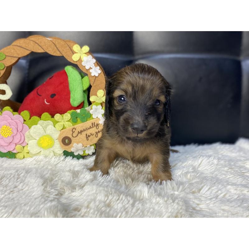 販売中の岐阜県のミニチュアダックスフンド(ロングヘアード)-429177の2枚目