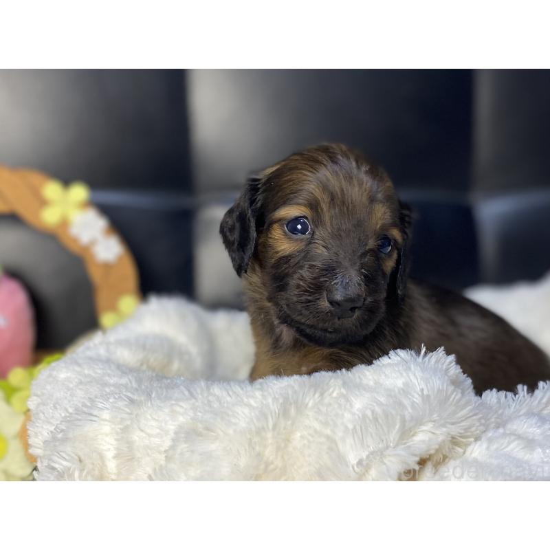 成約済の岐阜県のミニチュアダックスフンド(ロングヘアード)-428919の17枚目