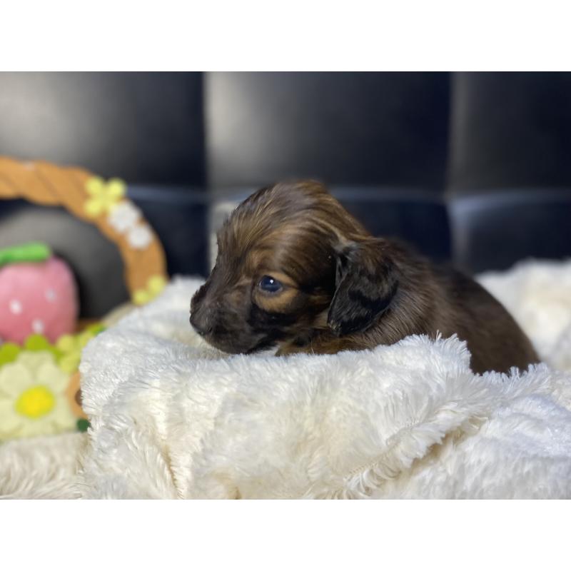 成約済の岐阜県のミニチュアダックスフンド(ロングヘアード)-428919の16枚目