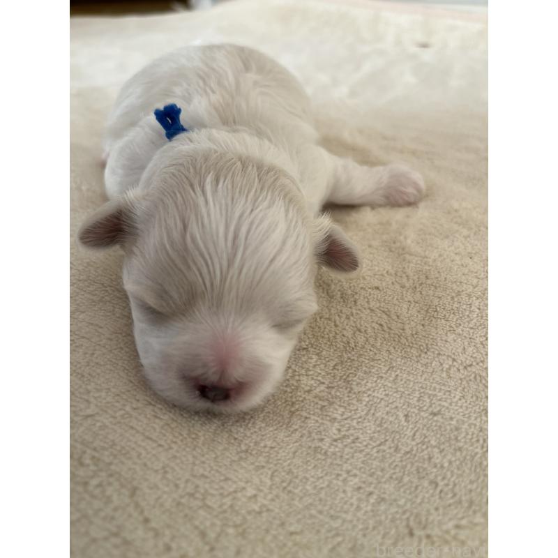 販売中の滋賀県のマルチーズ-430675の133枚目