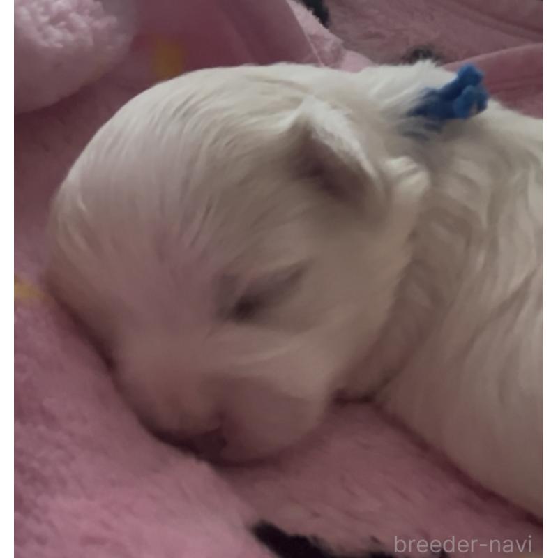 販売中の滋賀県のマルチーズ-430675