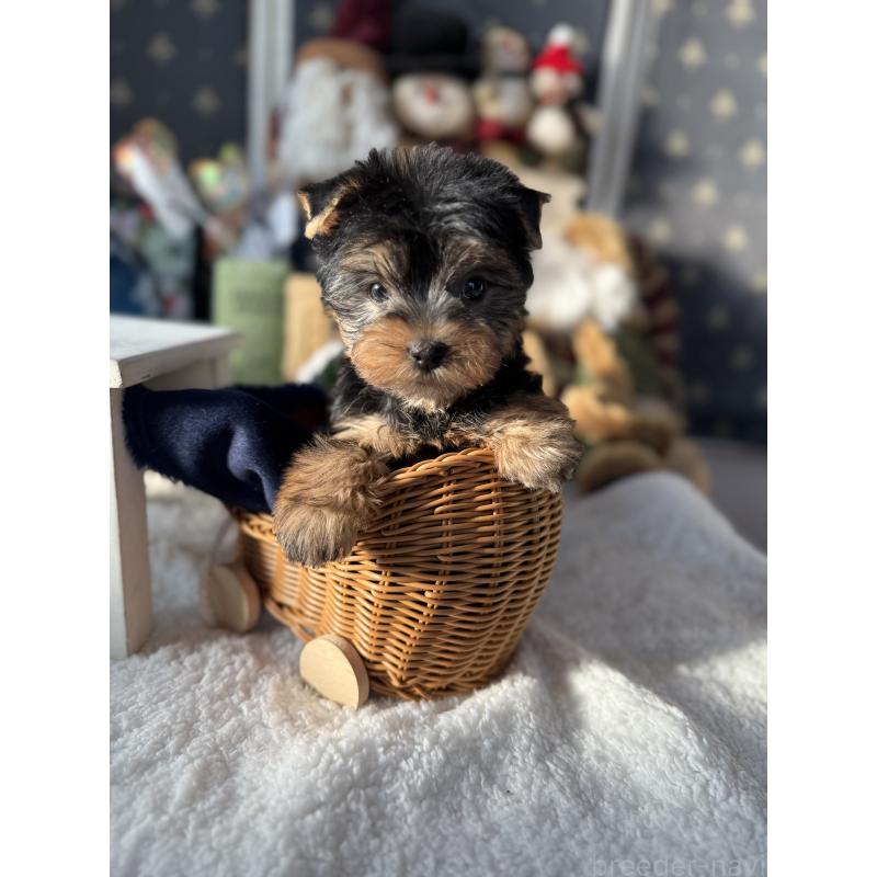 成約済の宮崎県のヨークシャーテリア-430156の7枚目