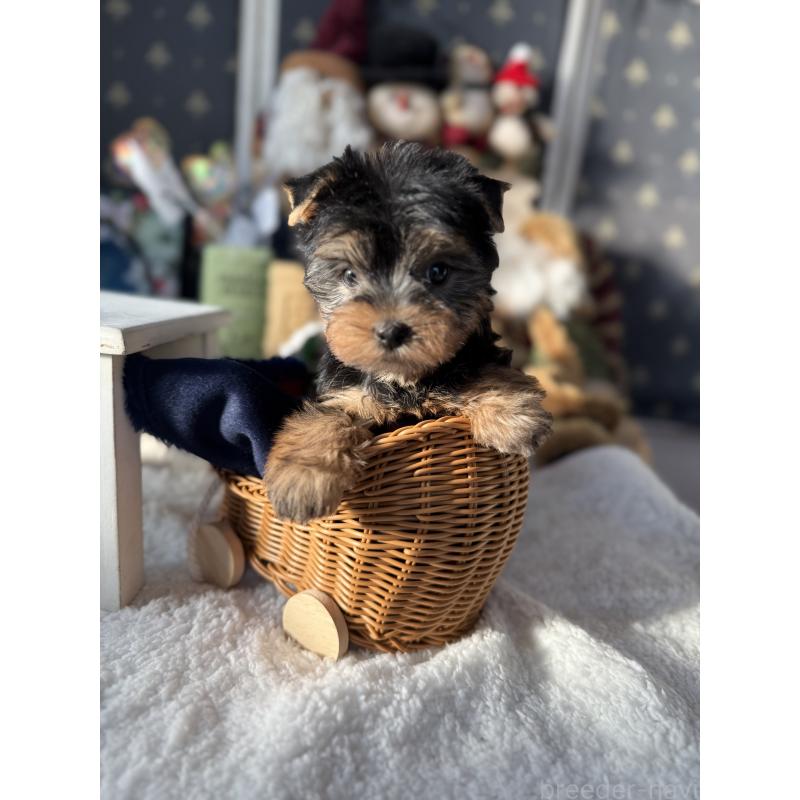 成約済の宮崎県のヨークシャーテリア-430156の6枚目