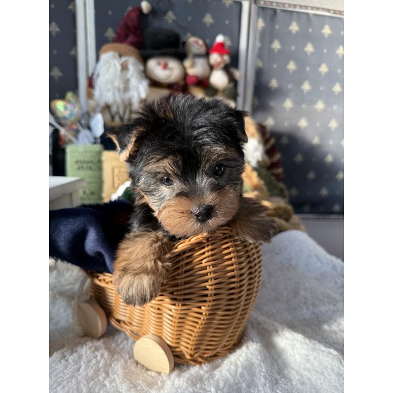 成約済の宮崎県のヨークシャーテリア-430156の5枚目