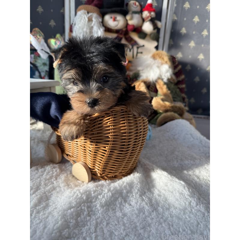 成約済の宮崎県のヨークシャーテリア-430156の4枚目