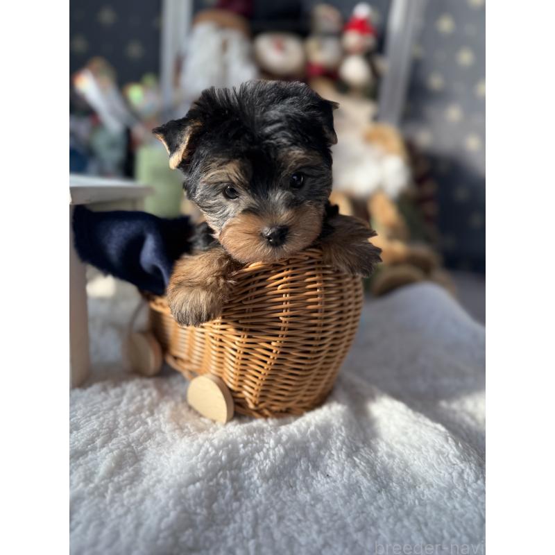 成約済の宮崎県のヨークシャーテリア-430156の3枚目