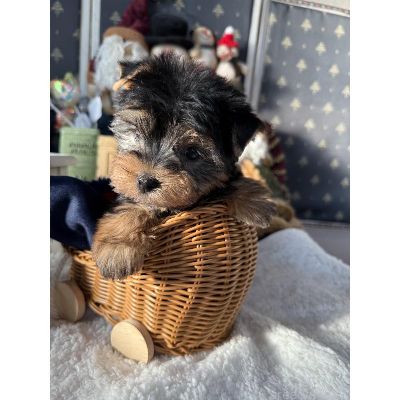 成約済の宮崎県のヨークシャーテリア-430156の1枚目