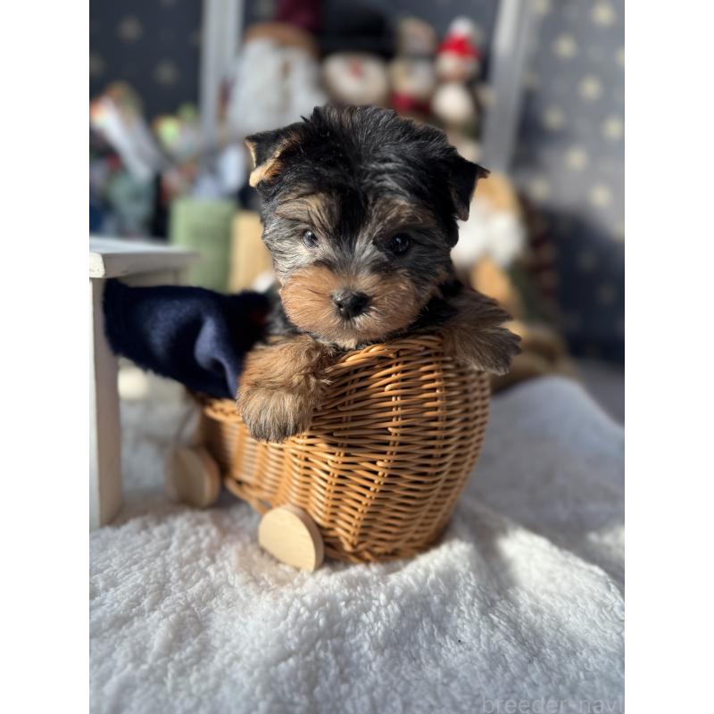 成約済の宮崎県のヨークシャーテリア-430156の2枚目