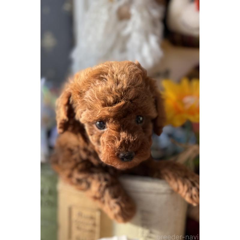 販売中の宮崎県のタイニープードル-431170の6枚目