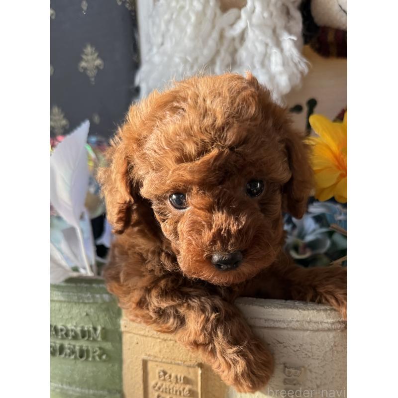 販売中の宮崎県のタイニープードル-431170の5枚目