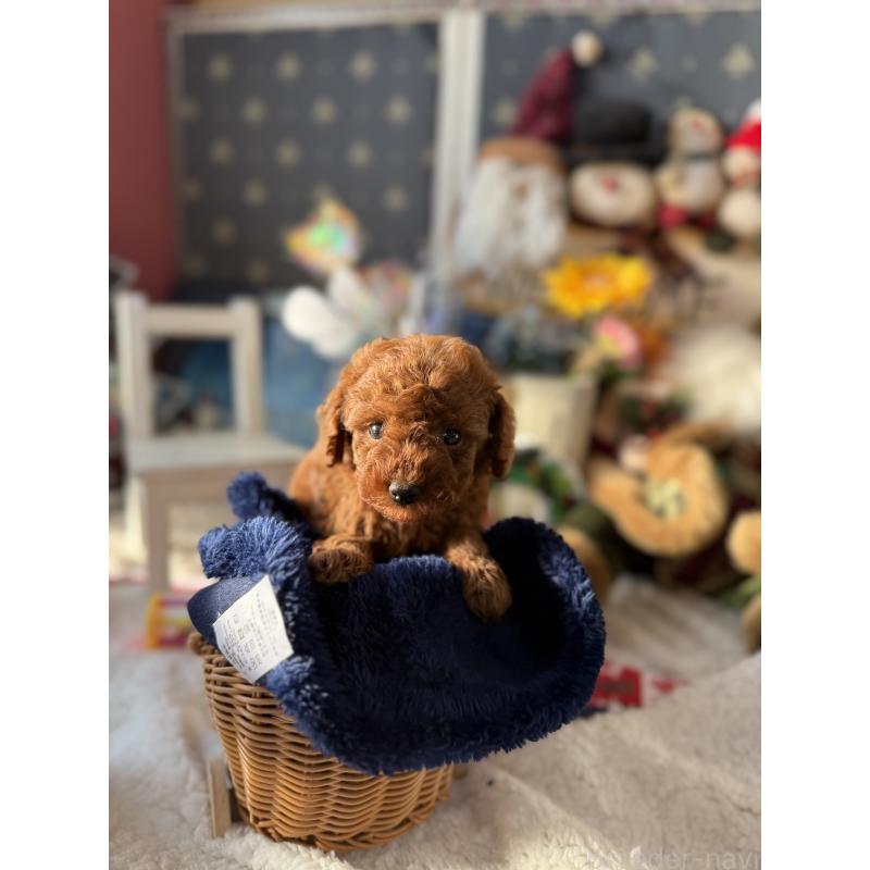 販売中の宮崎県のタイニープードル-431170の4枚目