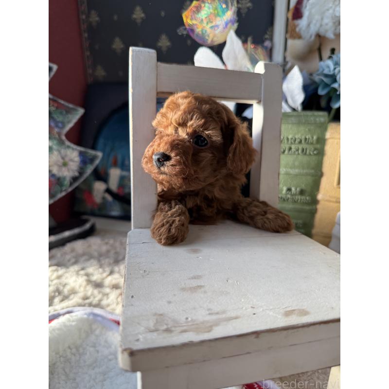 販売中の宮崎県のタイニープードル-431170の3枚目