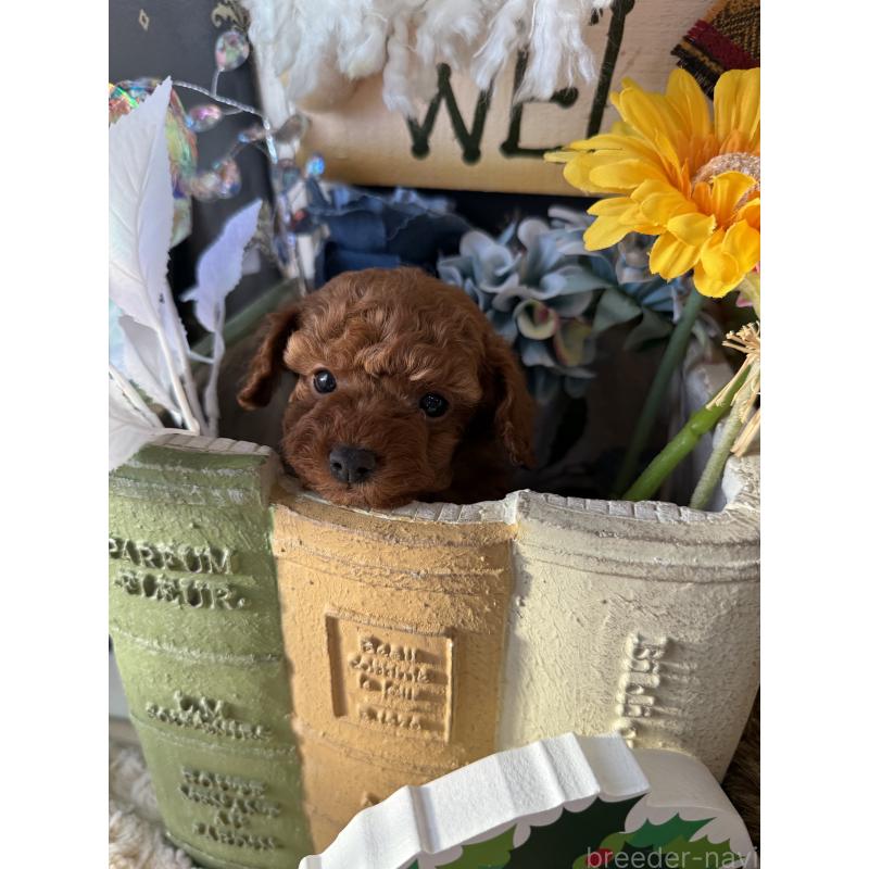 販売中の宮崎県のタイニープードル-431170の2枚目