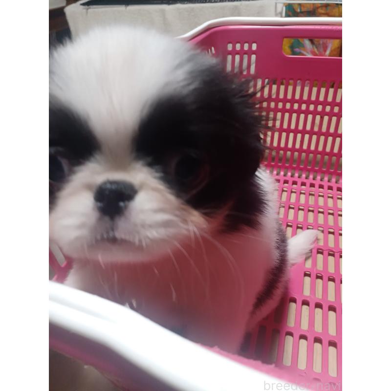 販売中の岡山県の狆 (チン)-430459の5枚目