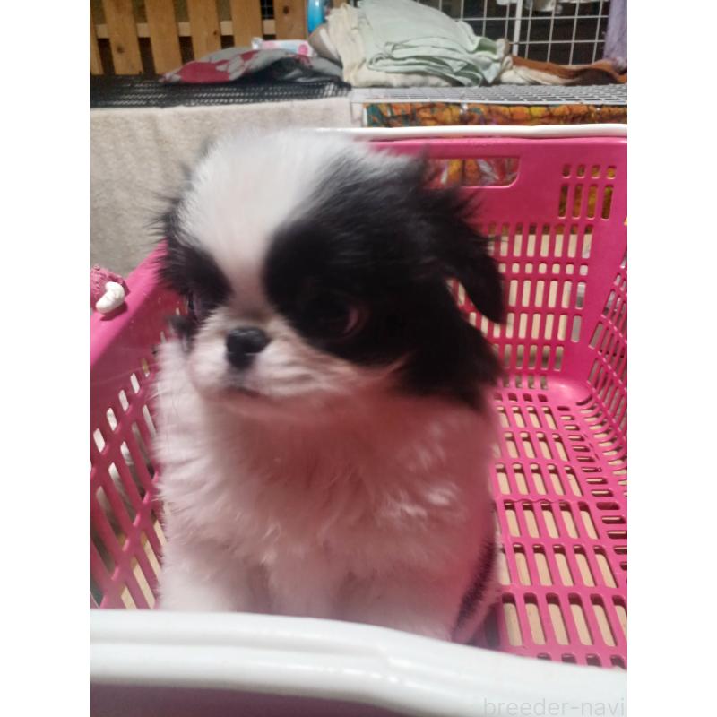 販売中の岡山県の狆 (チン)-430459の4枚目