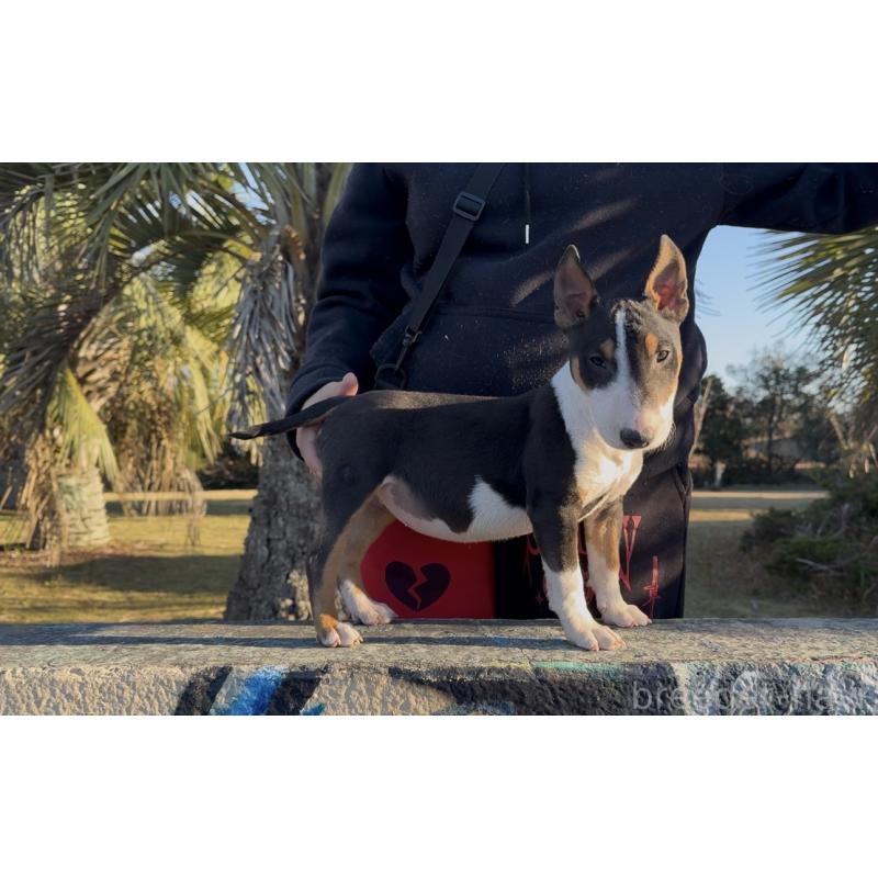 販売中の千葉県のミニチュアブルテリア-422446の2枚目