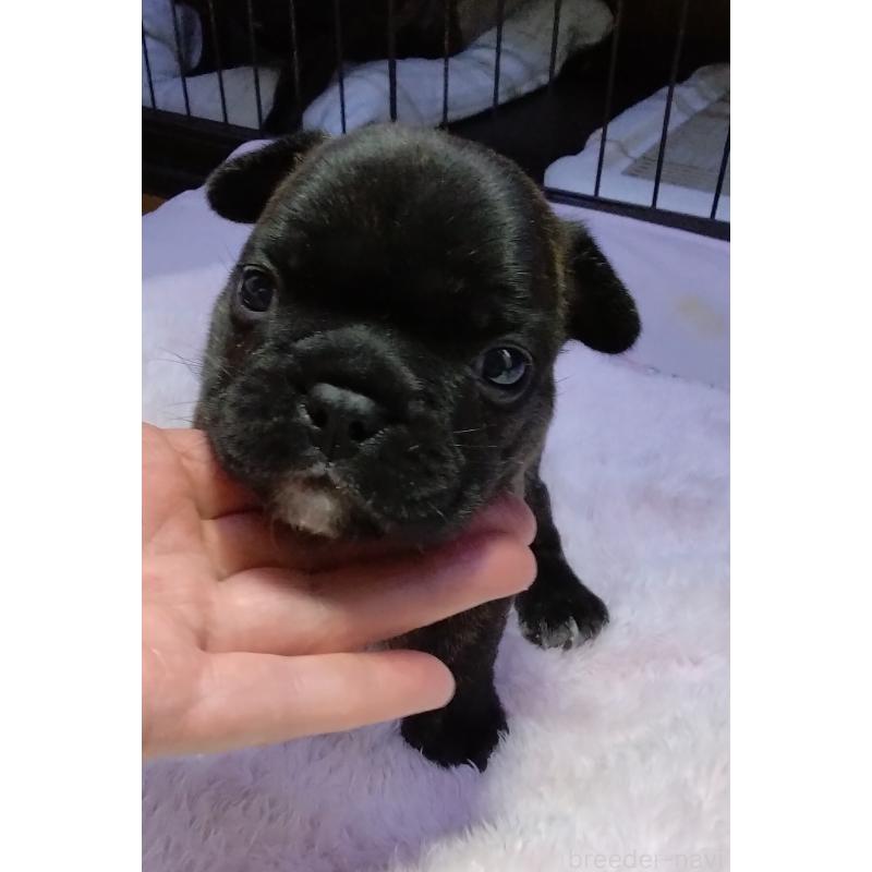 販売中の群馬県のフレンチブルドッグ-427637の3枚目