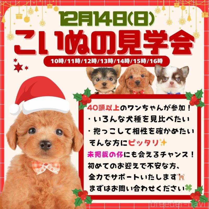 販売中の静岡県のチワワ(ロングコート)-428012の3枚目