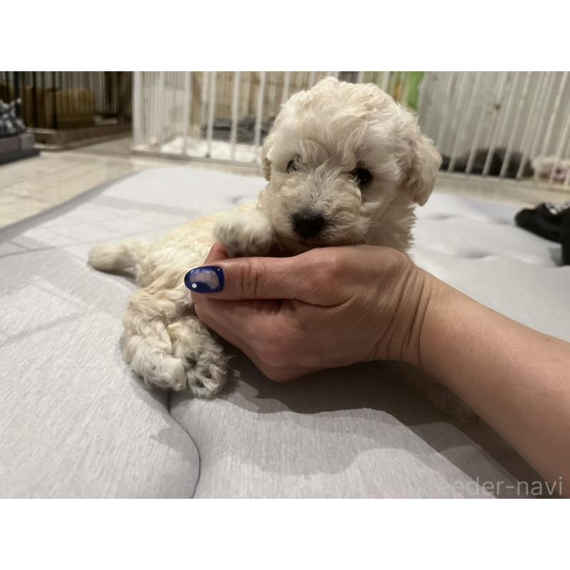 販売中の広島県のタイニープードル-431180の7枚目