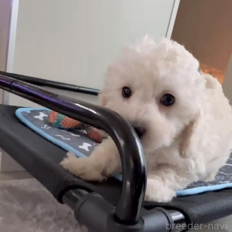 販売中の広島県のタイニープードル-431180の6枚目