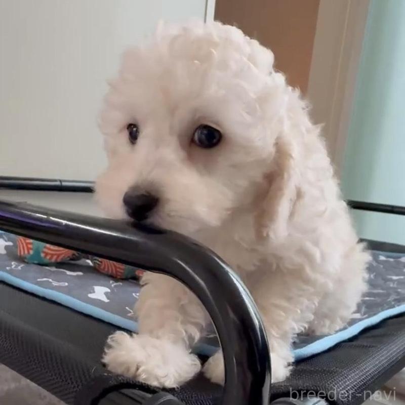 販売中の広島県のタイニープードル-431180の5枚目