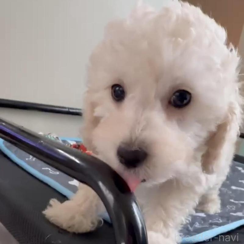 販売中の広島県のタイニープードル-431180