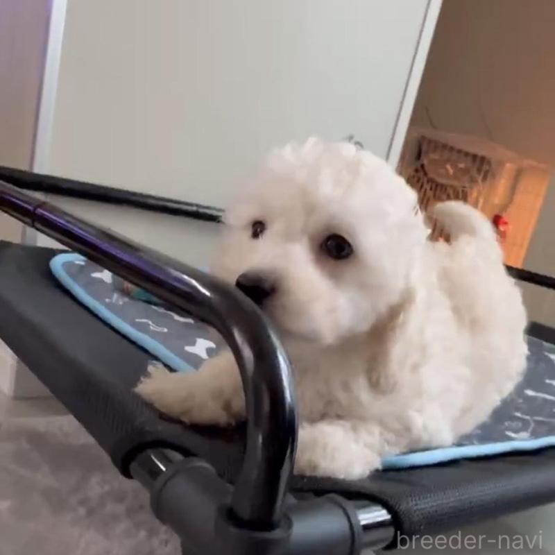 販売中の広島県のタイニープードル-431180の4枚目