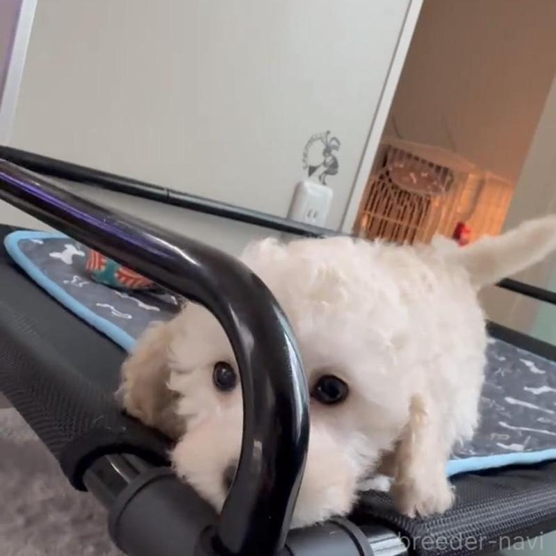 販売中の広島県のタイニープードル-431180の3枚目