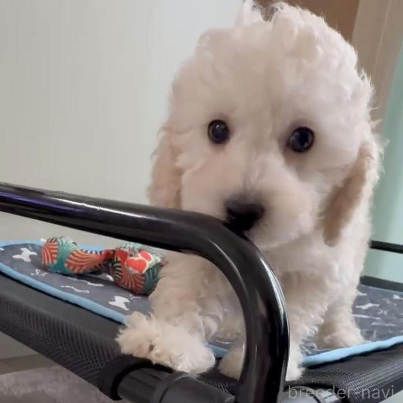 販売中の広島県のタイニープードル-431180の2枚目