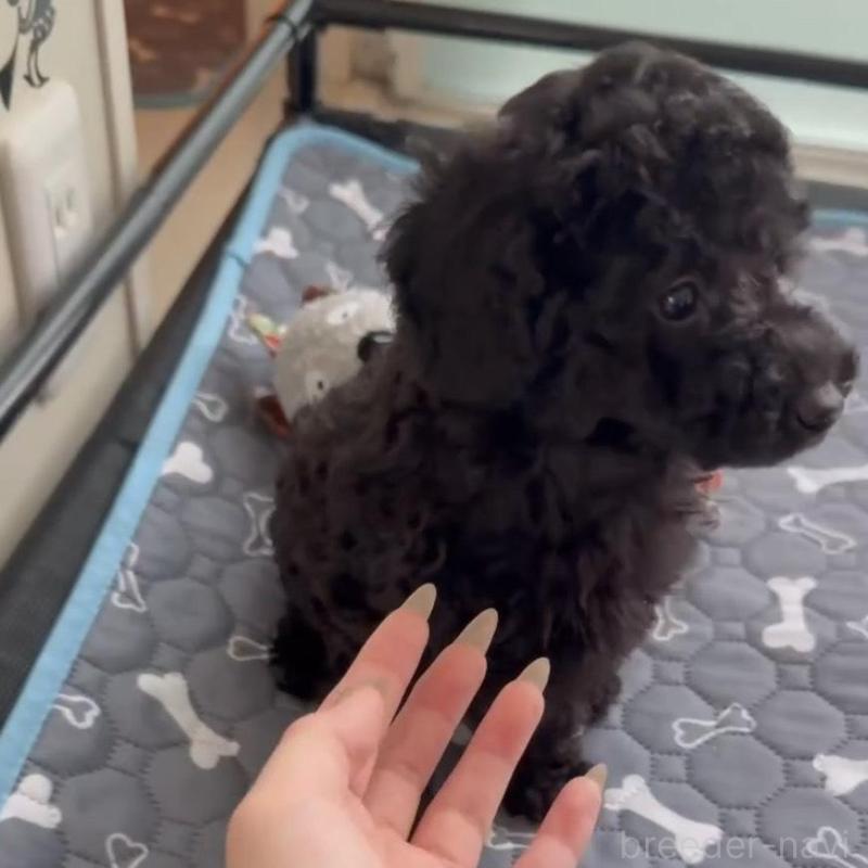 販売中の広島県のタイニープードル-431181の4枚目