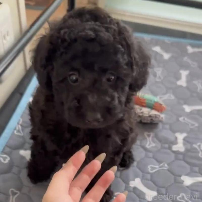 販売中の広島県のタイニープードル-431181の1枚目