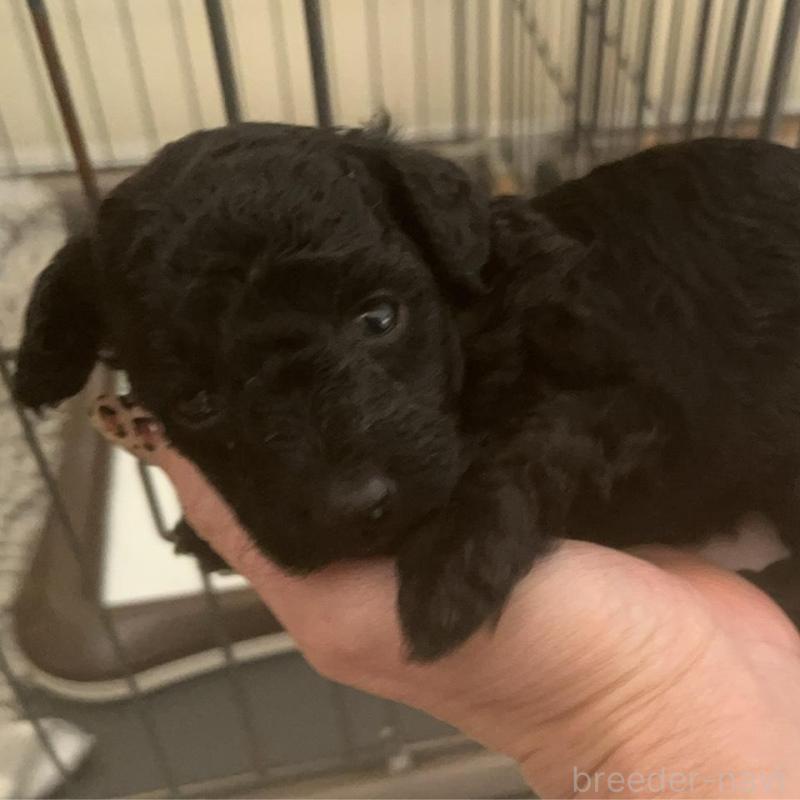 販売中の広島県のタイニープードル-431181の3枚目