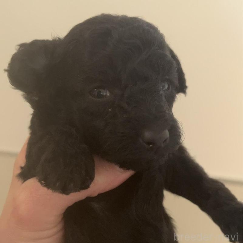 販売中の広島県のタイニープードル-431181の2枚目