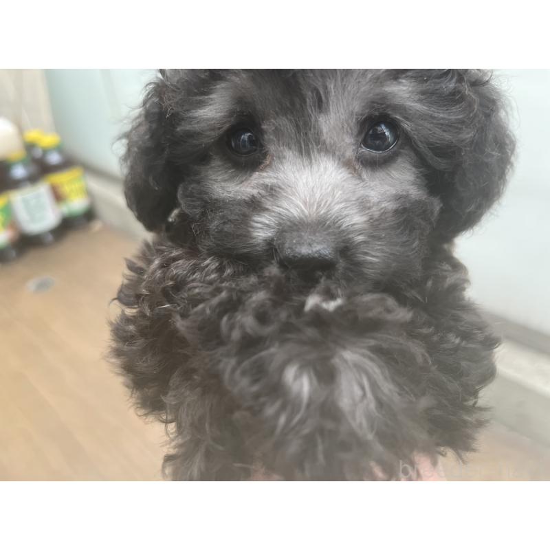 販売中の広島県のティーカッププードル-431182の5枚目