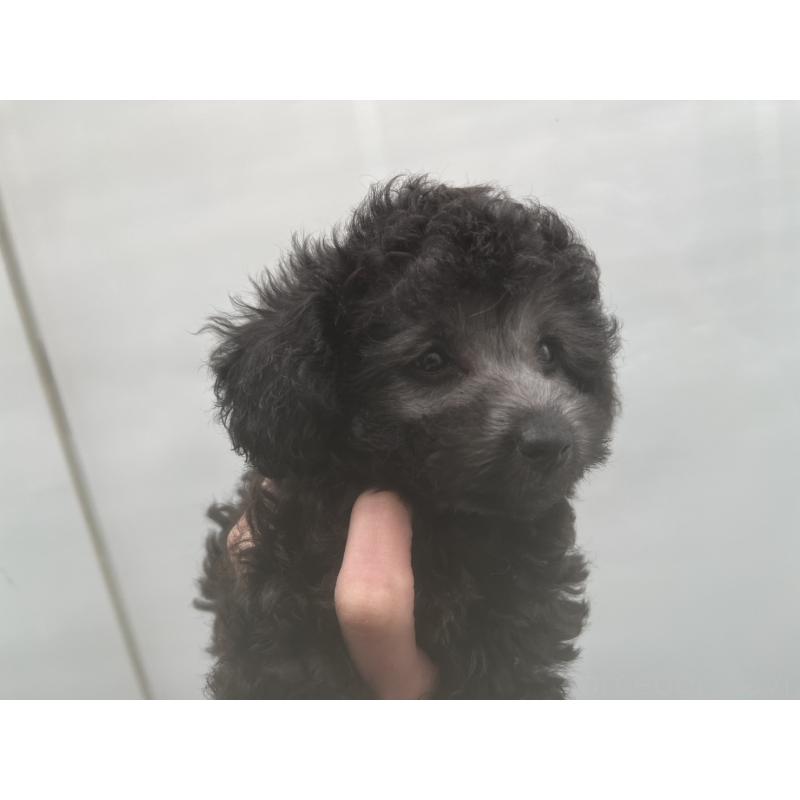 販売中の広島県のティーカッププードル-431182の4枚目