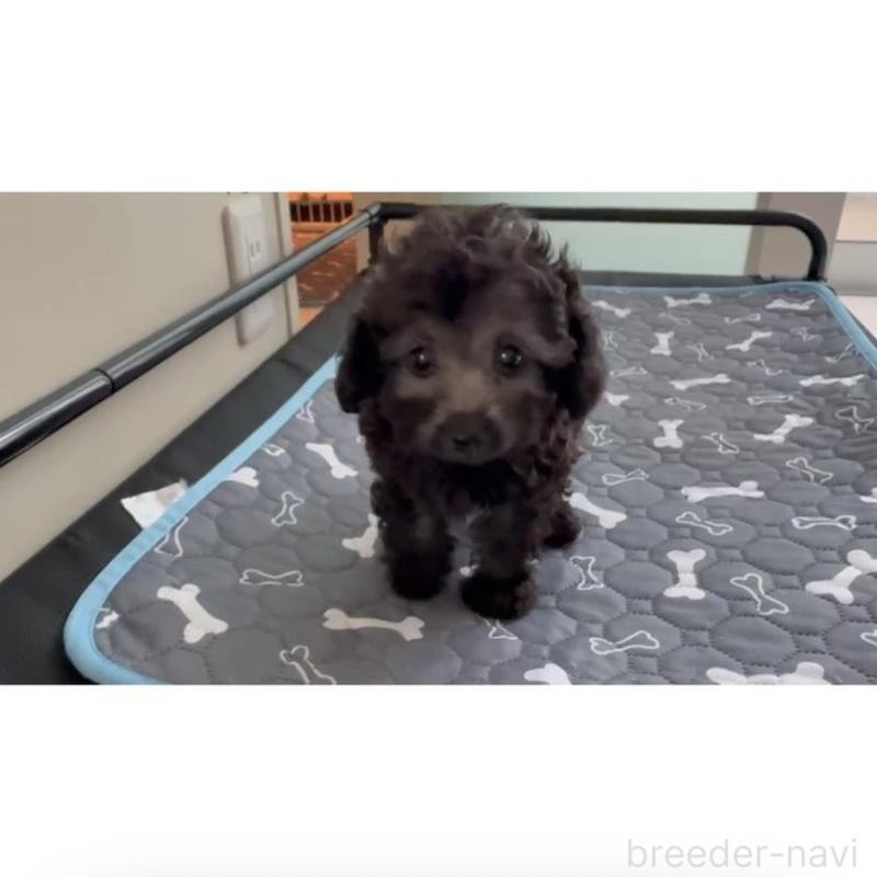 販売中の広島県のティーカッププードル-431182の3枚目