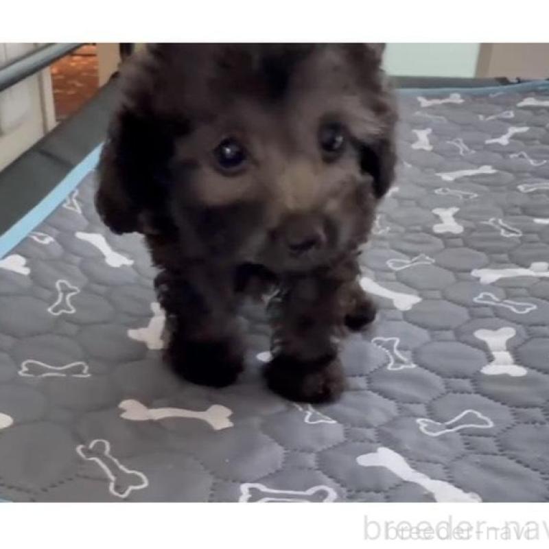 販売中の広島県のティーカッププードル-431182の2枚目