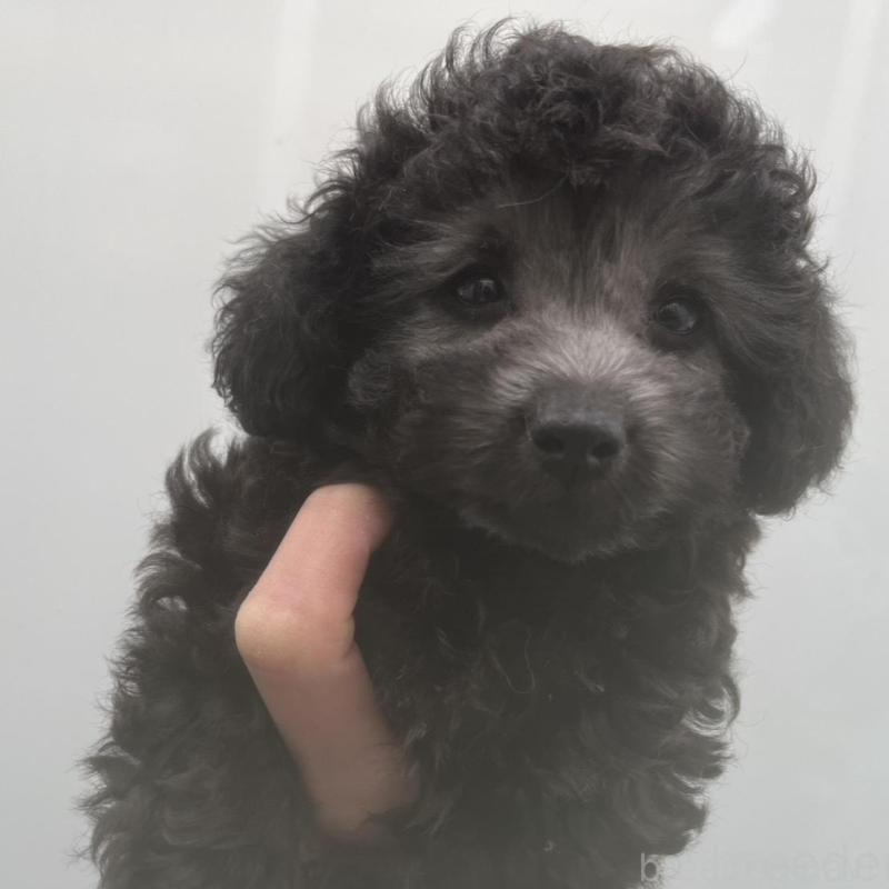 販売中の広島県のティーカッププードル-431182の1枚目