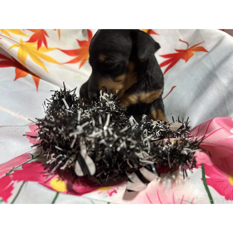 販売中の千葉県のトイマンチェスターテリア-429771の7枚目