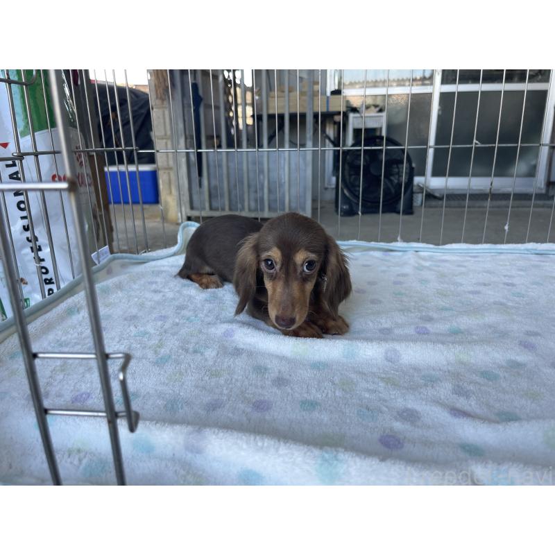 成約済の沖縄県のミニチュアダックスフンド(ロングヘアード)-426248の2枚目