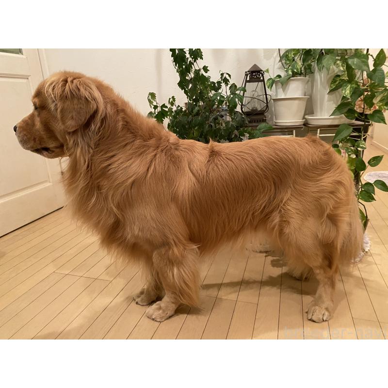 販売中の福岡県のゴールデンレトリーバー-431185の6枚目