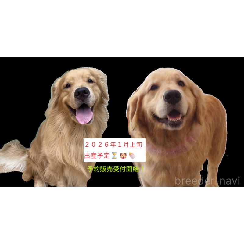 販売中の福岡県のゴールデンレトリーバー-431185の1枚目