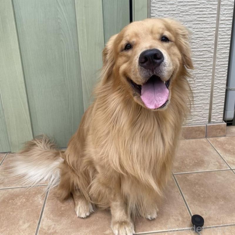 販売中の福岡県のゴールデンレトリーバー-431185の5枚目