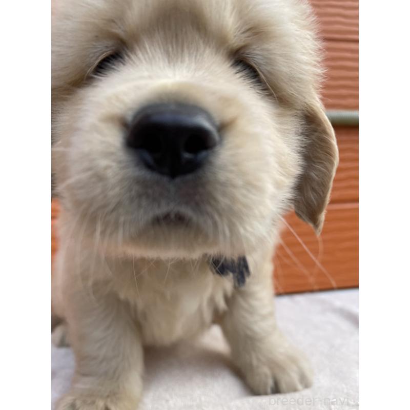 販売中の茨城県のゴールデンレトリーバー-431184の9枚目