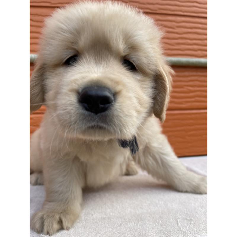 販売中の茨城県のゴールデンレトリーバー-431184の8枚目