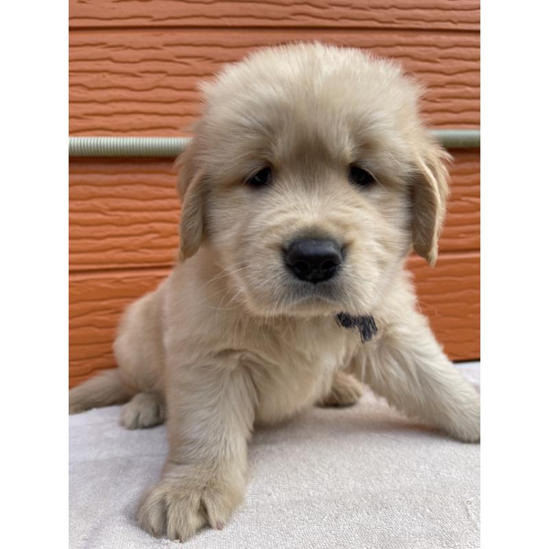 販売中の茨城県のゴールデンレトリーバー-431184の7枚目