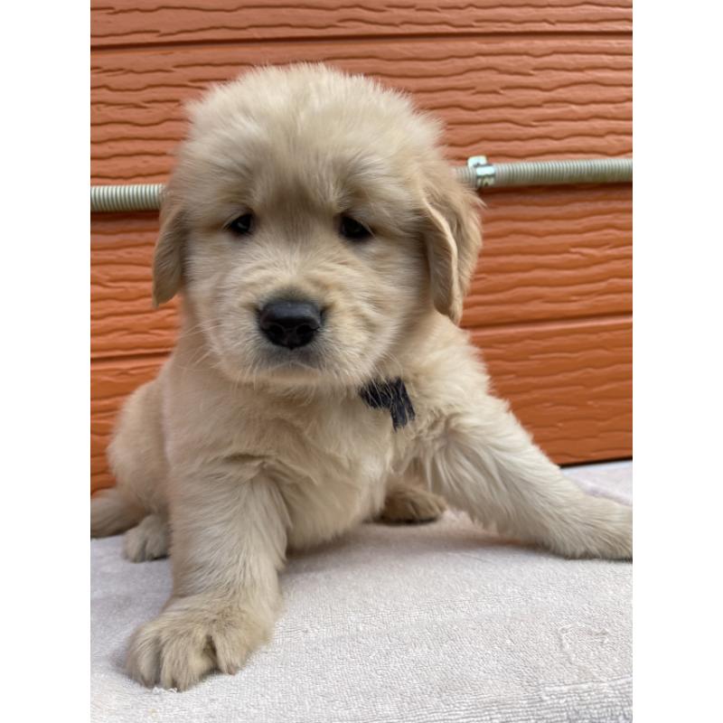 販売中の茨城県のゴールデンレトリーバー-431184の6枚目