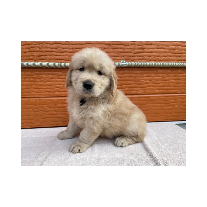 販売中の茨城県のゴールデンレトリーバー-431184